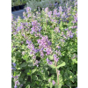 Kocimiętka-Nepeta