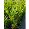 Jałowiec chiński Spartan-Juniperus chinensis