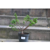 Jałowiec chiński Shimpaku - Juniperus chinensis 0085