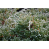 Jałowiec łuskowy Blue Carpet - Juniperus squamata