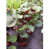 Języczka pomarańczowa-Ligularia dentata Midnight Lady