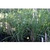 Miskant chinski Little Zebra - Miscanthus sinensis