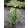 Kielichowiec wonny-Calycanthus floridus