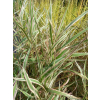 Mozga trzcinowata Picta-Phalaris arundinacea