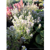 Macierzanka cytrynowa Gold Stream -Thymus x citriodorus