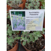 Kocimiętka Faassena Six Hill`s Giant - Nepeta faassenii