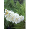 Tawlina jarzębolistna Sem-Sorbaria sorbifolia