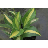 Funkia  Lakeside Paisley Print - Hosta