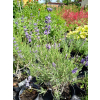 Lawenda ogrodowa-Lavandula vera