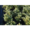 Jałowiec wirginijski Silver Spreader - Juniperus virginiana