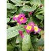 Pierwiosnek bezłodygowy-Primula acaulis