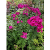 Płomyk wiechowaty Famous Magenta - Phlox paniculata