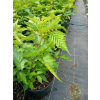 Malina okazała Olympic Double - Rubus spectabilis