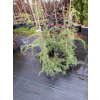 Jałowiec pospolity Oblonga Pendula-Juniperus communis