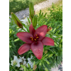 Lilia azjatycka Crimson Pixie-Lilium asiatic
