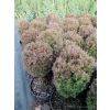 Żywotnik zachodni Teddy - Thuja occidentalis
