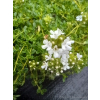 Macierzanka wczesna-Thymus praecox Albiflorus