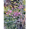 Judaszowiec kanadyjski-Cercis canadensis