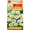 Złocień właściwy Crazy Daisy