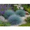 Kostrzewa sina Blue Select - Festuca glauca