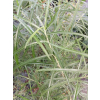 Wierzba płożąca Rosmarnifolia - Salix repens