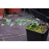 Barwinek pospolity - Vinca minor Barwinek pospolity - Vinca minor