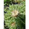 Dziewięćsił łodygowy-Carlina acualis ssp.simplex