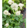 Jarzmianka - Astrantia