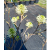 Fotergilla mieszańcowa Blue Shadow-Fothergilla x intermedia