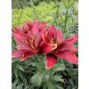 Lilia azjatycka Crimson Pixie-Lilium asiatic