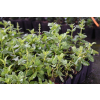 Szałwia omszona Royal Magenta - Salvia nemorosa
