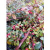 Irga Dammera Cardinal-Cotoneaster dammeri