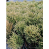 Żywotnik zachodni Hoseri - Thuja occidentalis