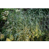 Miskant chiński Zebrinus - Miscanthus sinensis