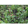 Klon polny - Acer campestre