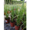 Trawa pampasowa White Feather - Cortaderia selloana