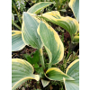 Funkia First Frost - Hosta