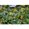 Tojeść rozesłana - Lysimachia nummularia