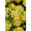Delosperma Solstice Yellow - Delosperma cooperi