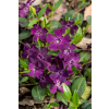 Barwinek pospolity Atropurpurea - Vinca minor
