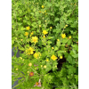 Złocień ogrodowy - Chrysanthemum indicum (hortorum)
