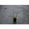 Rozplenica japońska  Cassian - Pennisetum alopecuroides