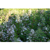 Hortensja bukietowa Pee Wee - Hydrangea paniculata