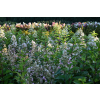 Hortensja bukietowa Pee Wee - Hydrangea paniculata