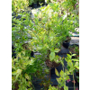 Borówka Bluecrop-Vaccinium corymbosum