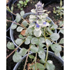 Dąbrówka rozłogowa Variegata - Ajuga reptans