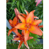 Lilia azjatycka Orange Pixie-Lilium asiatic