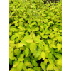 Dereń rozłogowy Sunshine-Cornus sericea