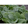 Funkia Fragrant Blue - Hosta hybrid