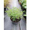 Tymianek pospolity - Thymus vulgaris